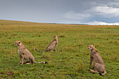 Three cheetah brothers, Acinonyx jubatus, on the Masai Mara plains. Masai Mara National Reserve, Kenya.
