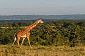 Eine Maasai-Giraffe, Giraffa camelopardalis tippelskirchi, wandert durch eine weite Landschaft aus Grasland und Bäumen. Masai Mara-Nationalreservat, Kenia.