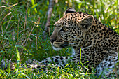 Porträt eines jungen Leoparden, Panthera pardus, der sich im Schatten ausruht. Masai Mara-Nationalreservat, Kenia.