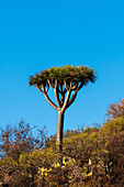 Ein Drachenbaum, Dracaena draco, wächst hoch über dem Unterholz. Insel La Palma, Kanarische Inseln, Spanien.