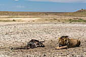 Ein männlicher Löwe, Panthera leo, nach dem Fressen eines Gnu-Kadavers, Connochaetes taurinus. Seronera, Serengeti-Nationalpark, Tansania