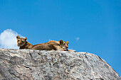 Zwei Löwinnen, Panthera leo, auf einer Kopje. Seronera, Serengeti-Nationalpark, Tansania