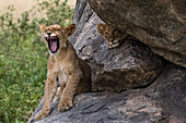 Zwei Löwenjunge, Panthera leo, auf einer Kuppe, einer gähnt, der andere schaut in die Kamera. Seronera, Serengeti-Nationalpark, Tansania