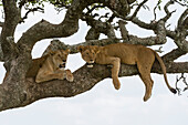Two lionesses, Panthera leo, in a sausage tree, Kigalia africana. Seronera, Serengeti National Park, Tanzania