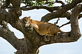 Eine Löwin, Panthera leo, ruhend in einem Wurstbaum, Kigalia africana. Seronera, Serengeti-Nationalpark, Tansania