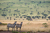 Two plains zebras, Equus quagga, in the savannah looking at the camera. Seronera, Serengeti National Park, Tanzania