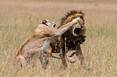 Eine Löwin mit Funksender, Panthera leo, die sich nach der Paarung gegen das Männchen wehrt. Seronera, Serengeti-Nationalpark, Tansania