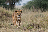 Eine Löwin, Panthera leo, beim Gehen. Seronera, Serengeti-Nationalpark, Tansania