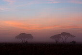 Sonnenaufgang über Akazienbäumen. Seronera, Serengeti-Nationalpark, Tansania