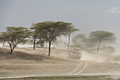 A safari vehicle driving on a dusty road. Ndutu, Ngorongoro Conservation Area, Tanzania