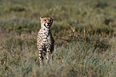 Porträt eines Geparden, Acinonyx jubatus, der die Savanne erkundet. Ndutu, Ngorongoro-Schutzgebiet, Tansania