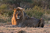 Ein männlicher Löwe, Panthera leo, ruht sich bei Sonnenaufgang aus und schaut in die Kamera. Ndutu, Ngorongoro-Schutzgebiet, Tansania