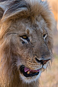Portrait of a male lion, Panthera leo, patrolling the territory at sunrise. Ndutu, Ngorongoro Conservation Area, Tanzania