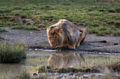 A male lion, Panthera leo, drinking at a waterhole. Ndutu, Ngorongoro Conservation Area, Tanzania