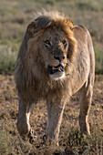 Ein männlicher Löwe, Panthera leo, auf Patrouille. Ndutu, Ngorongoro-Schutzgebiet, Tansania.
