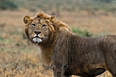 Portrait of a male lion Panthera leo, under the rain. Ndutu, Ngorongoro Conservation Area, Tanzania.