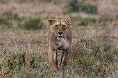 A lioness, Panthera leo, walking in the savannah. Ndutu, Ngorongoro Conservation Area, Tanzania.