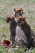 A female cheetah, Acybonix jubatus, with two cubs on a carcass. Seronera, Serengeti National Park, Tanzania