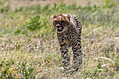A cheetah cub, Acynonix jubatus, walking. Seronera, Serengeti National Park, Tanzania