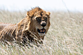 Ein männlicher Löwe, Panthera leo, im hohen Gras. Seronera, Serengeti-Nationalpark, Tansania