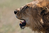 Nahaufnahme eines männlichen Löwen, Panthera leo, beim Gehen. Seronera, Serengeti-Nationalpark, Tansania