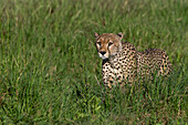 A cheetah, Acynonix jubatus, walks in tall grass. Seronera, Serengeti National Park, Tanzania