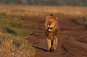 The early morning light illuminate a male lion, Panthera leo, walking on a road. Seronera, Serengeti National Park, Tanzania