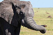 Ein afrikanischer Elefant, Loxodonta africana, ohne Stoßzahn. Seronera, Serengeti-Nationalpark, Tansania
