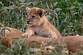 Ein sechs Wochen altes Löwenjunges, Panthera leo, auf seiner Mutter. Ndutu, Ngorongoro-Schutzgebiet, Tansania.