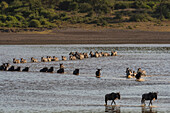 Wanderndes Burchell's Zebra, Equus Quagga Burchellii, und Gnus, Connochaetes taurinus, beim Überqueren des Ndutu-Sees. Ndutu, Ngorongoro-Schutzgebiet, Tansania.