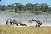 A herd of Burchell's Zebra, Equus Quagga Burchellii. Ndutu, Ngorongoro Conservation Area, Tanzania.