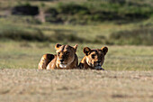 Two lionesses, Panthera leo, resting. Ndutu, Ngorongoro Conservation Area, Tanzania.