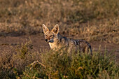 An alert golden jackal, Canis aureus. Ndutu, Ngorongoro Conservation Area, Tanzania.