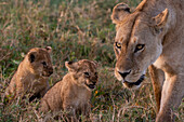 Zwei 45-50 Tage alte Löwenjunge, Panthera leo, beobachten ihre Mutter beim Laufen. Ndutu, Ngorongoro-Schutzgebiet, Tansania.