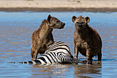 Spotted hyaenas, Crocura crocuta, feeding on a zebra killed in the water. Ndutu, Ngorongoro Conservation Area, Tanzania.