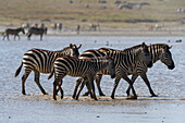 Burchell's Zebras, Equus Quagga Burchellii, walking in the Hidden Valley lake. Ndutu, Ngorongoro Conservation Area, Tanzania.