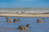 Burchell's Zebra, Equus Quagga Burchellii, walking in the Hidden Valley lake. Ndutu, Ngorongoro Conservation Area, Tanzania.