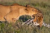 Two lionesses, Panthera leo, pushes away a 5 weeks old cub from a common zebra carcass, Equus quagga. Ndutu, Ngorongoro Conservation Area, Tanzania.