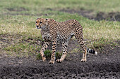 Ein Gepard, Acynonix jubatus, beim Laufen. Ndutu, Ngorongoro-Schutzgebiet, Tansania.