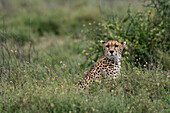 Ein Gepard, Acynonix jubatus, sitzt im hohen Gras. Ndutu, Ngorongoro-Schutzgebiet, Tansania.