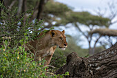 Eine Löwin, Panthera leo, klettert auf einen Baum. Ndutu, Ngorongoro-Schutzgebiet, Tansania.