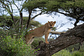 Eine Löwin, Panthera leo, klettert auf einen Baum. Ndutu, Ngorongoro-Schutzgebiet, Tansania.