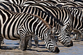 Eine Herde Burchell's Zebras, Equus Quagga Burchellii, trinkt am Hidden Valley See. Ndutu, Ngorongoro-Schutzgebiet, Tansania.