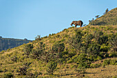 An African elephant, Loxodonta africana, browsing. Ngorongoro Conservation Area, Tanzania.