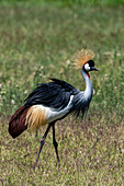 Grey crowned-crane, Balearica regulorum, walking. Ngorongoro Conservation Area, Tanzania.