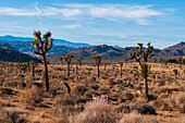 Desert landscape and vegetation in Hidden Valley in Joshua Tree National Park. Joshua Tree National Park, California, USA
