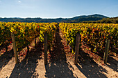 Gentle low mountains provide a backdrop for rows of grape vines at the Robert Mondavi winery. Napa Valley, California.