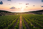 Vermentino wineyards near Sorso village, Sassari Province, Sardegna, Italy