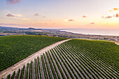 Vermentino-Weinberge in der Nähe des Dorfes Sorso, Provinz Sassari, Sardinien, Italien