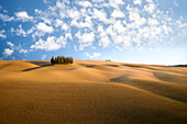 Torrenieri Cipresses, San Quirico d'Orcia, Siena Province, Tuscany, Italy